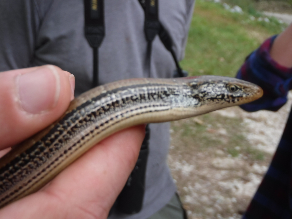 Eastern Slender Glass Lizard