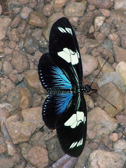Heliconius doris viridis