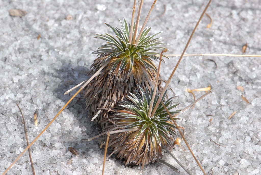 Comanthera suberosa