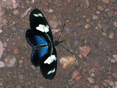 Heliconius doris viridis