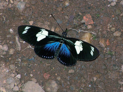 Heliconius doris viridis