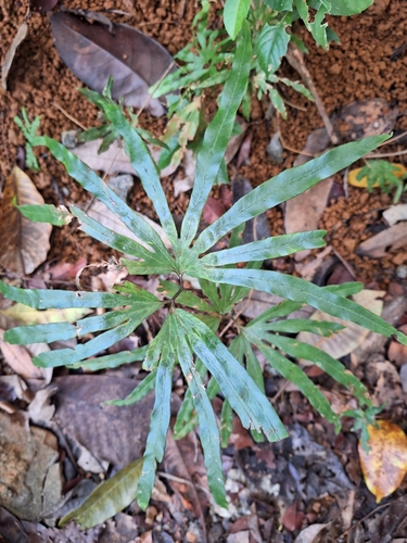 Lygodium longifolium (Lygodium longifolium)
