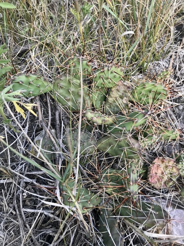 Mound Trail