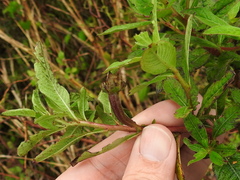 Ludwigia peruviana image