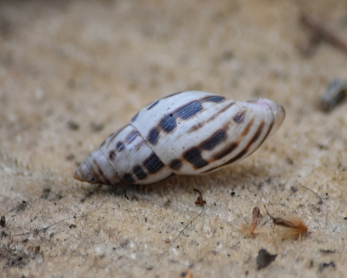 Banded Cone