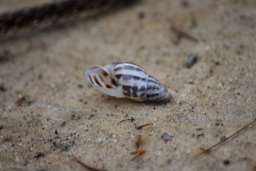 Banded Cone