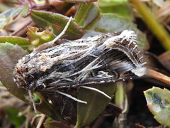 Spodoptera pulchella