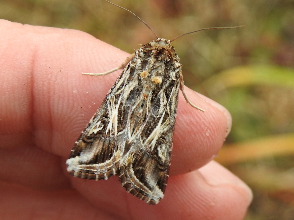 Caribbean Armyworm Moth