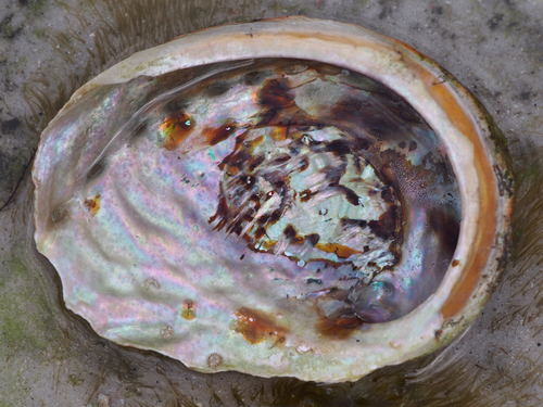 blacklip abalone