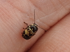 Cryptocephalus irroratus