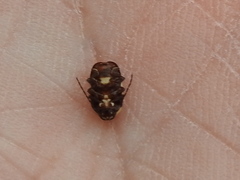 Cryptocephalus irroratus