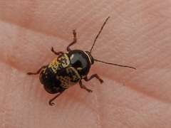Cryptocephalus irroratus