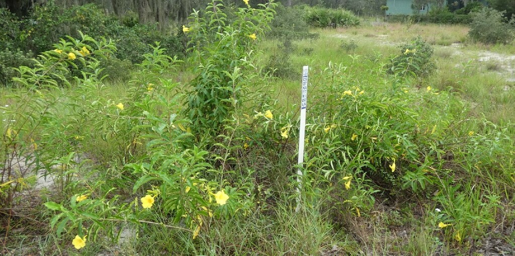 Golden Trumpet from Florida, Polk, Babson Park area, Tiger Creek