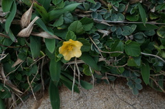Sida rhombifolia insularis
