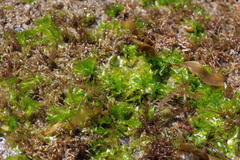 Ulva californica