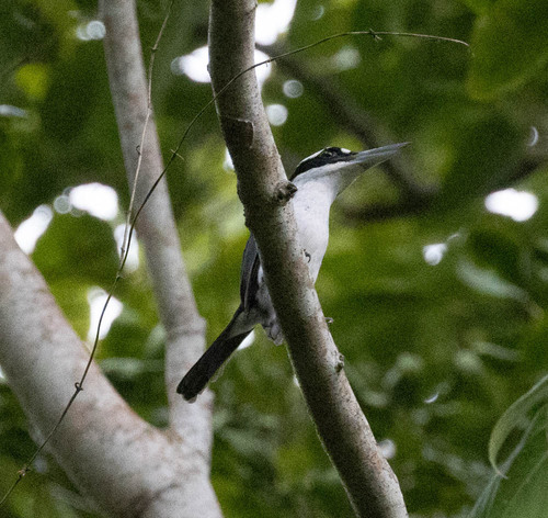 Sombre Kingfisher (Todiramphus funebris), photo 4