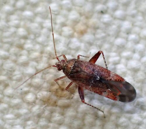 iNaturalist observation photo of Parthenicus