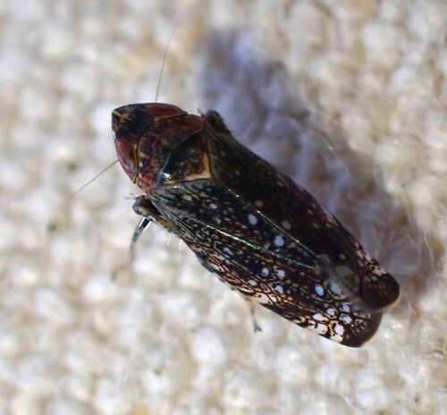 iNaturalist observation photo of Scaphytopius