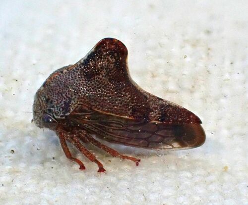 iNaturalist observation photo of Typical Treehoppers