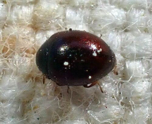 iNaturalist observation photo of Microweiseini