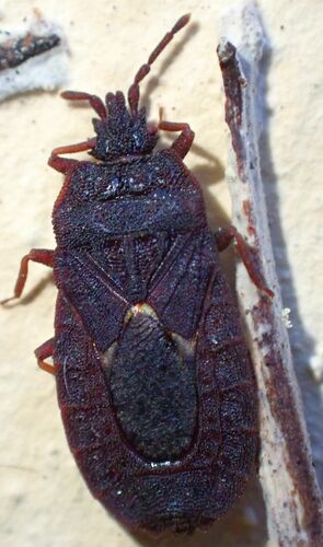 iNaturalist observation photo of Mezira