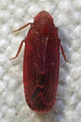 iNaturalist observation photo of Synecdoche rubella