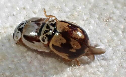 iNaturalist observation photo of Painted Lady Beetle