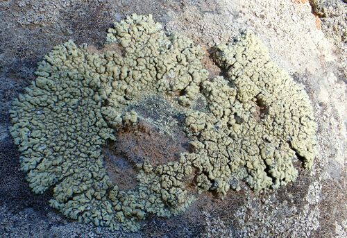 iNaturalist observation photo of rim lichens, disc lichens, and allies