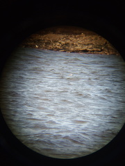 Podiceps auritus