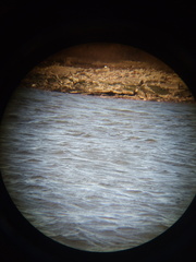 Podiceps auritus