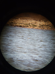 Podiceps auritus