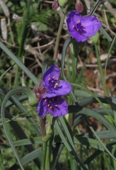 Tradescantia ohiensis