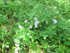 Adenophora divaricata