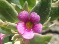 Melosperma andicola