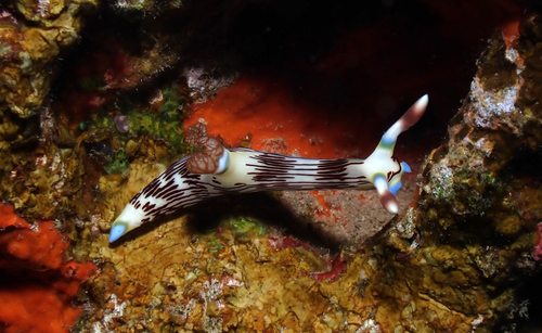 Lined Nembrotha