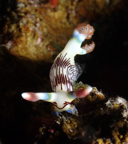 Lined Nembrotha