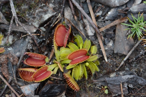 Dionaea muscipula
