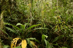 Calanthe actinomorpha