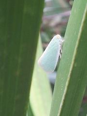 Ormenaria rufifascia