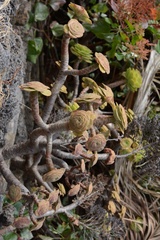 Aeonium arboreum subsp. holochrysum image