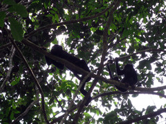 Alouatta discolor