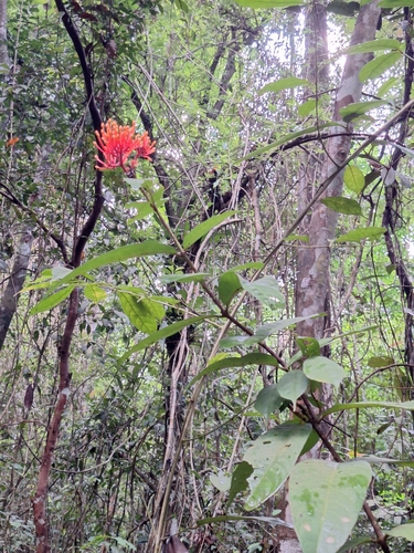Image of Ixora congesta by (c) Heidi Meudt, some rights reserved (CC BY)