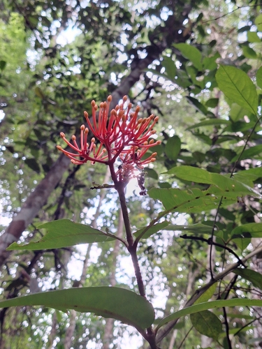 Image of Ixora congesta by (c) Heidi Meudt, some rights reserved (CC BY)