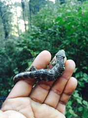 Abronia oaxacae