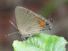 Satyrium favonius