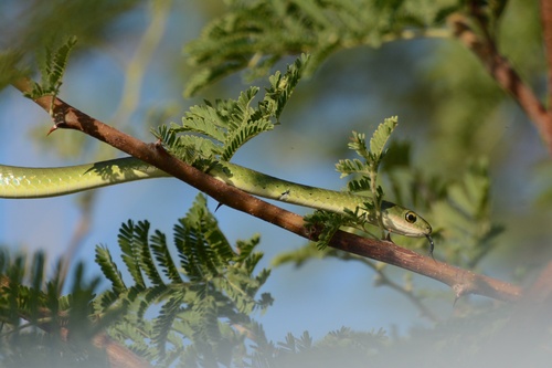 Photo of a Western Green Snake (Philothamnus angolensis)