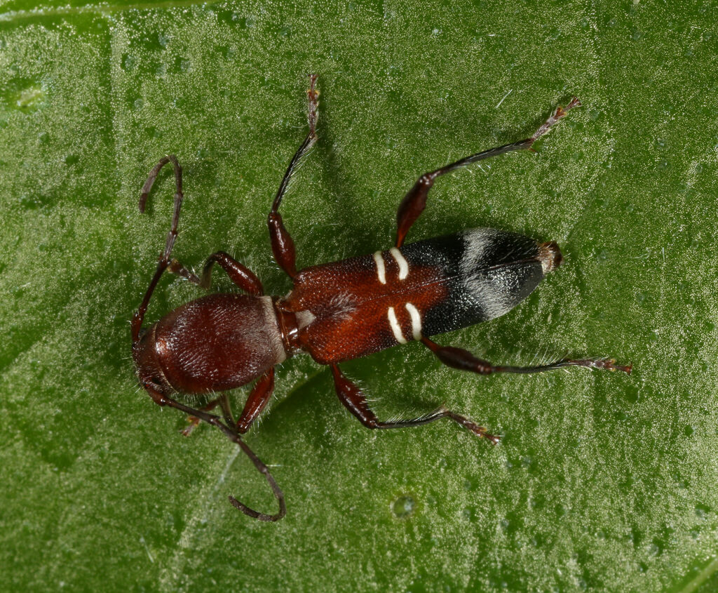 Euderces bicinctus