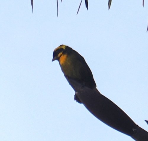 Gold-ringed Tanager (Bangsia aureocincta), photo 6