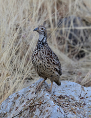 Scleroptila gutturalis