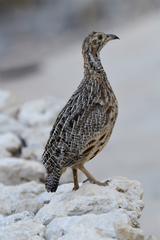 Scleroptila gutturalis